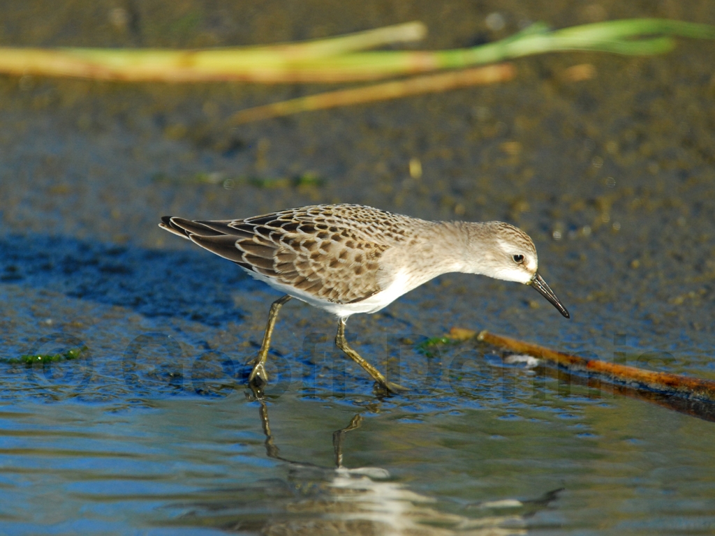 SESA-AR_Semipalmated-Sandpiper