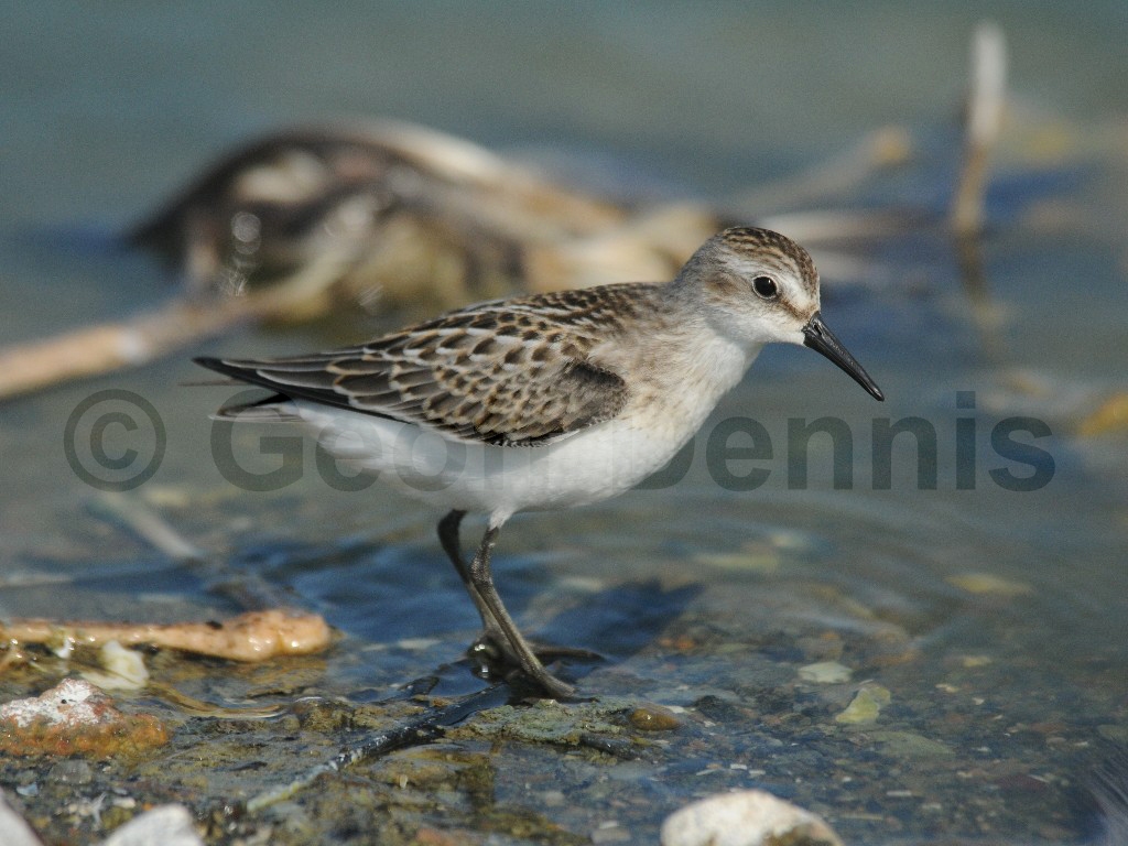 SESA-AS_Semipalmated-Sandpiper