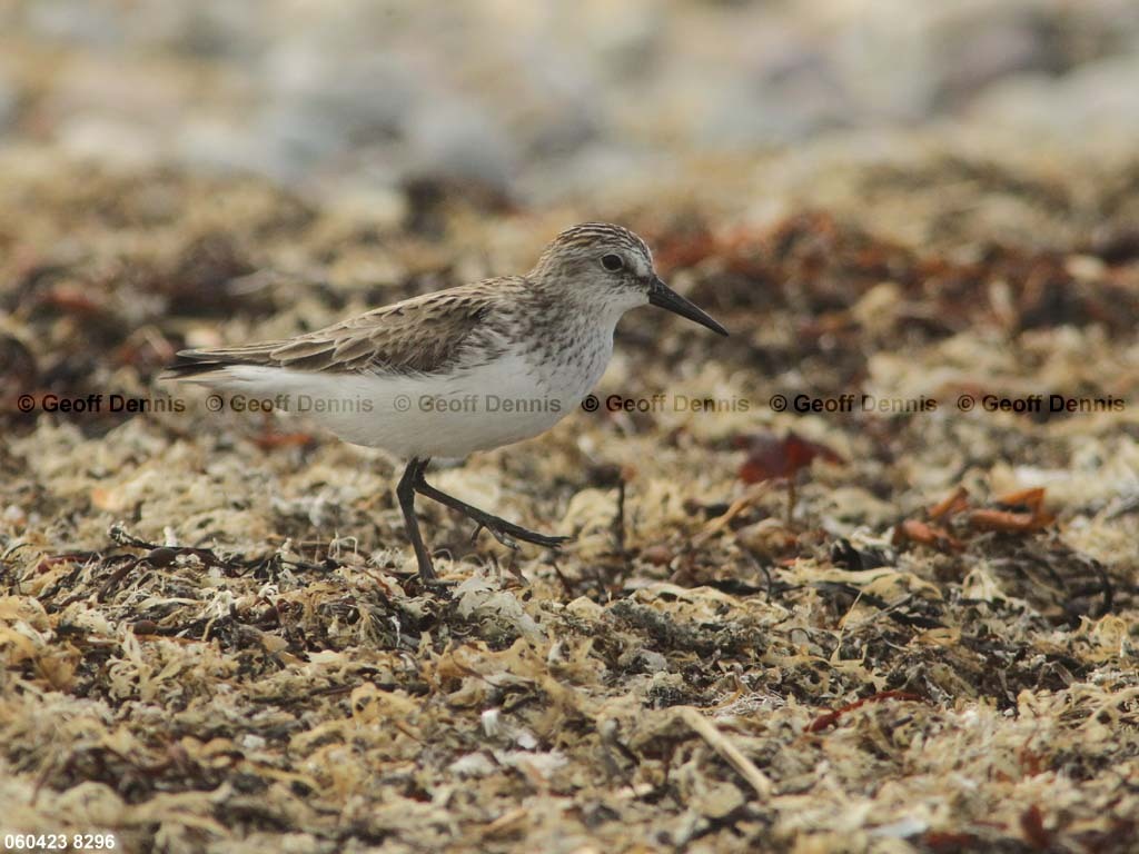 SESA-AT_Semipalmated-Sandpiper