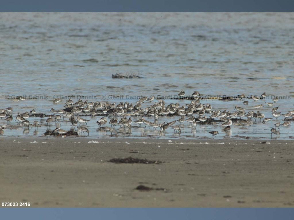 SESA-AU_Semipalmated-Sandpiper