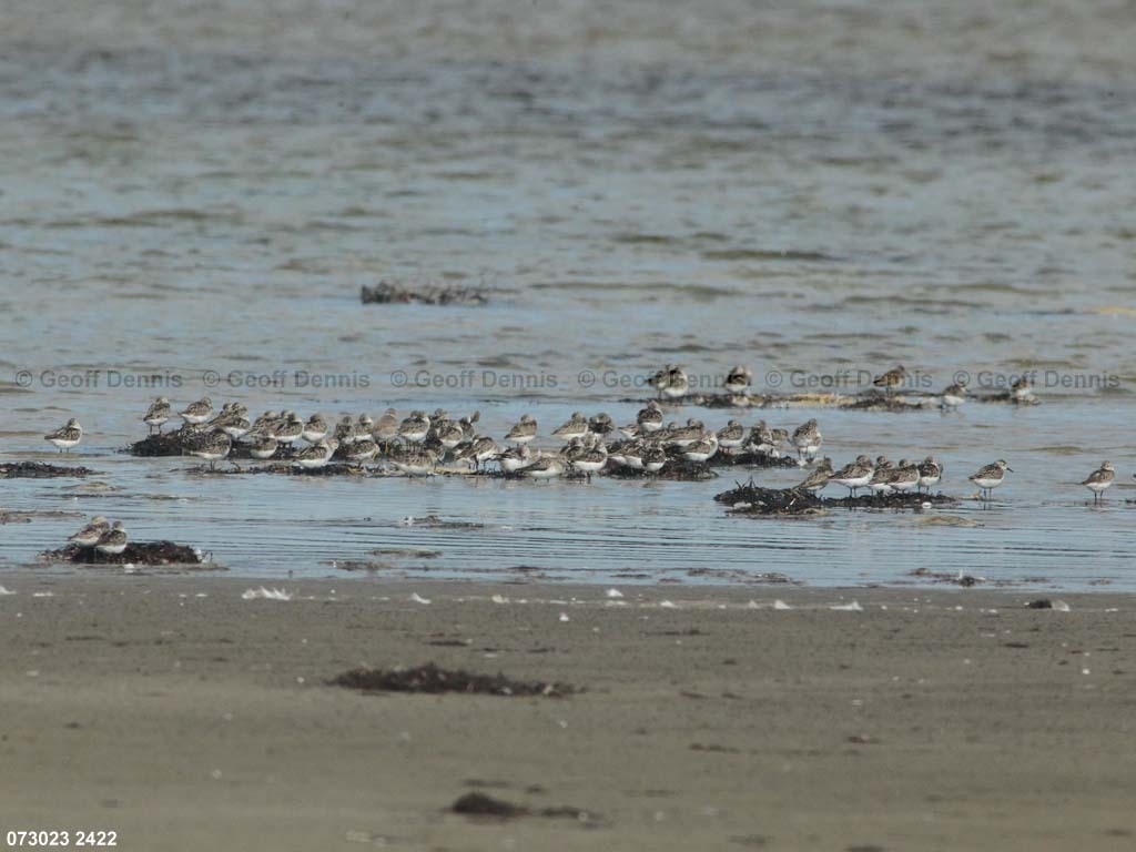 SESA-AV_Semipalmated-Sandpiper