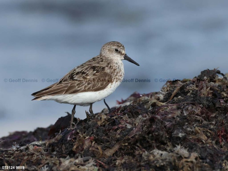 SESA-AW_Semipalmated-Sandpiper