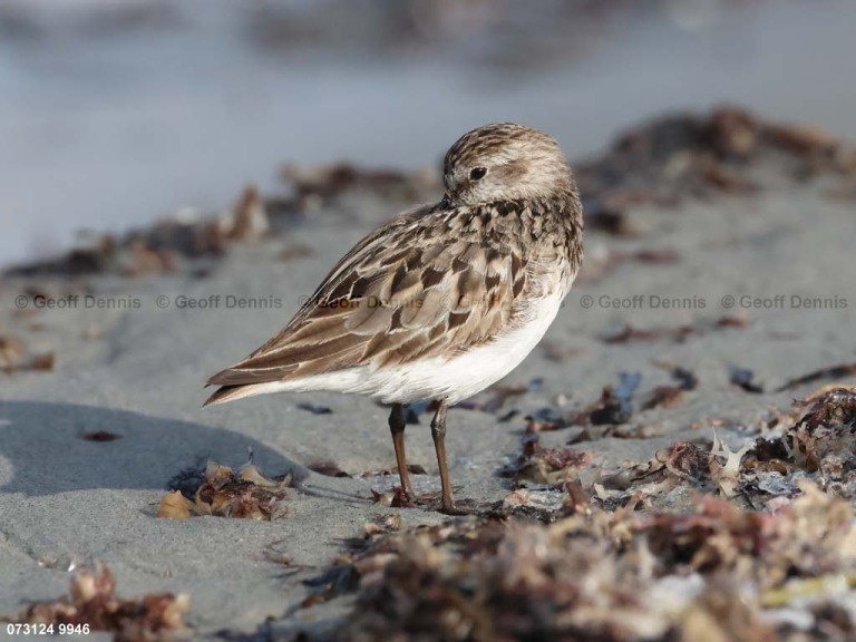 SESA-AX_Semipalmated-Sandpiper