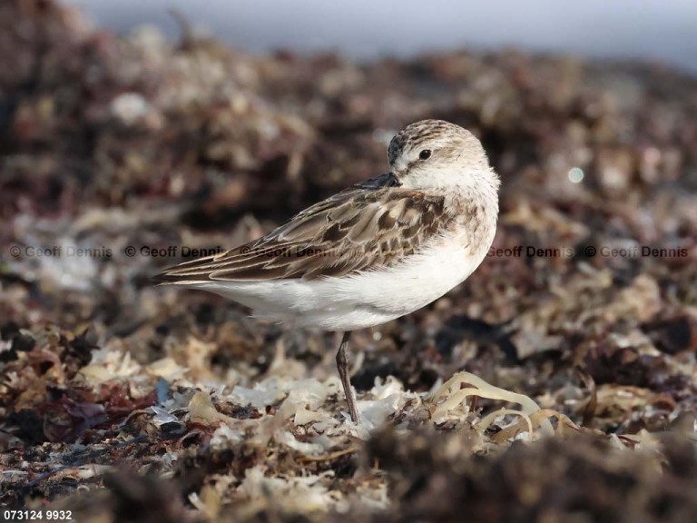 SESA-AY_Semipalmated-Sandpiper