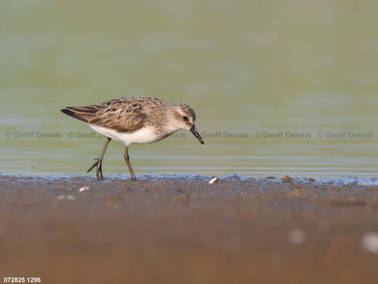 SESA-AZ_Semipalmated-Sandpiper