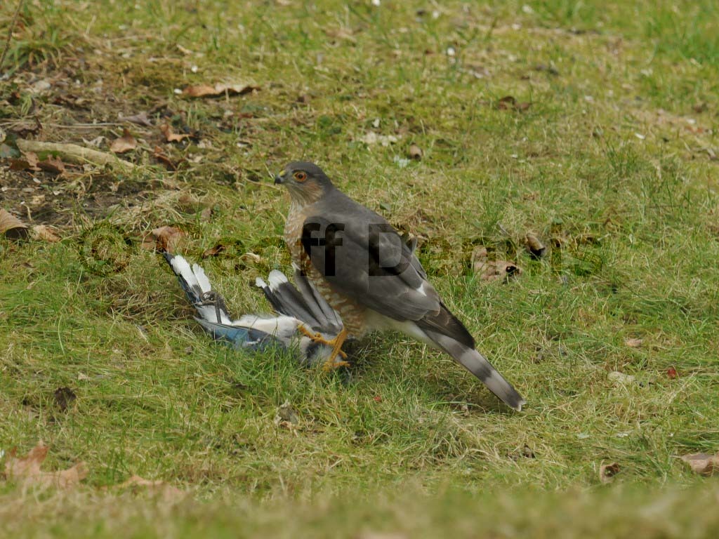 SSHA-AA_Sharp-shinned-Hawk