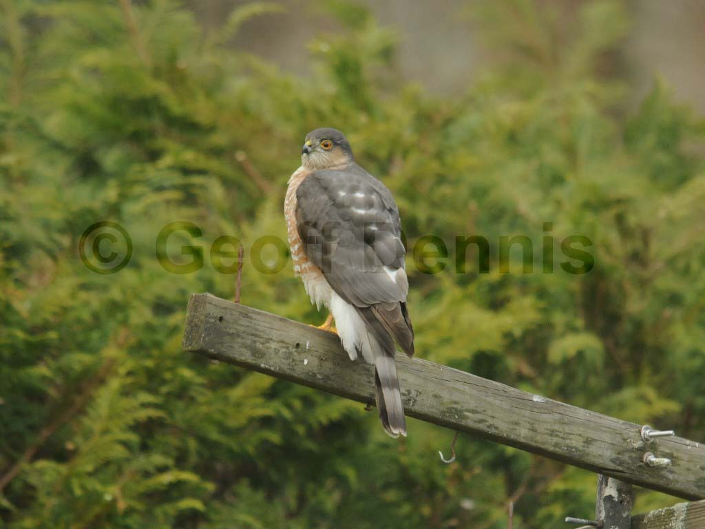 SSHA-AB_Sharp-shinned-Hawk