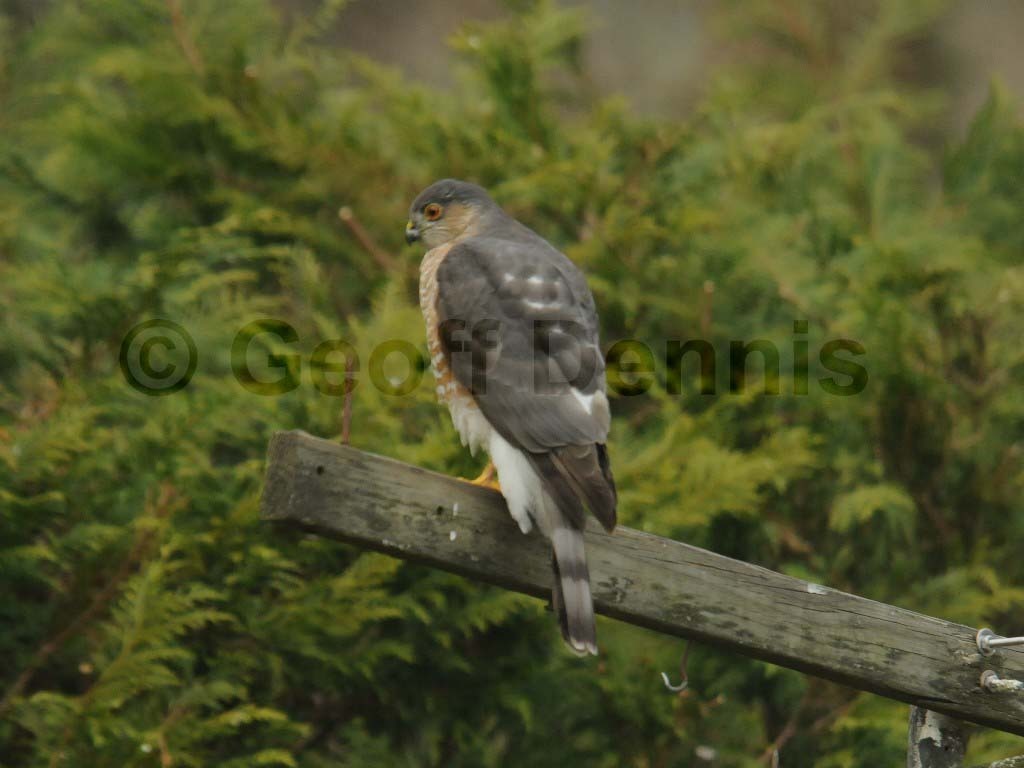 SSHA-AC_Sharp-shinned-Hawk