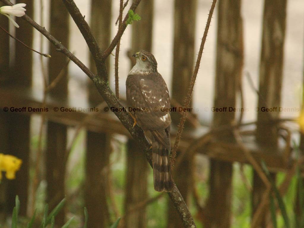SSHA-AD_Sharp-shinned-Hawk