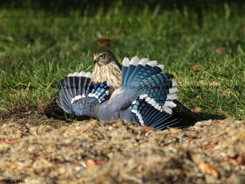 SSHA-AE_Sharp-shinned-Hawk