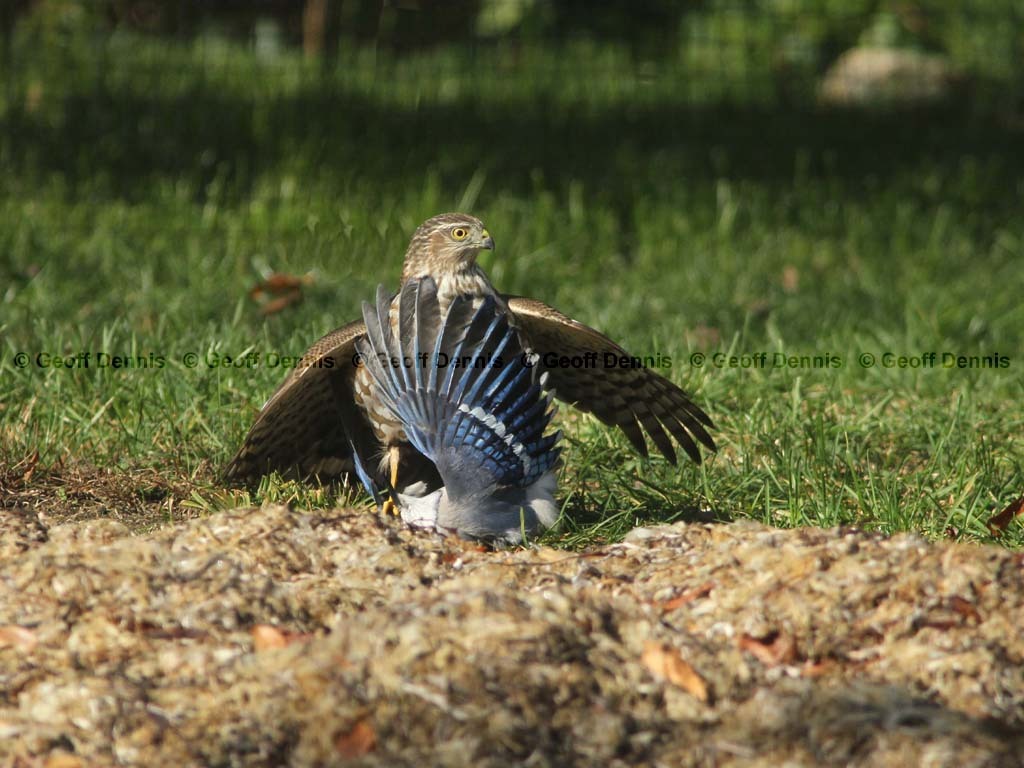 SSHA-AF_Sharp-shinned-Hawk