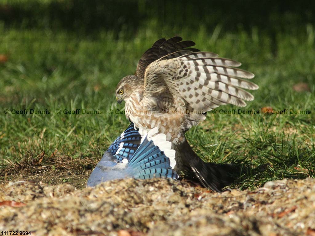 SSHA-AG_Sharp-shinned-Hawk