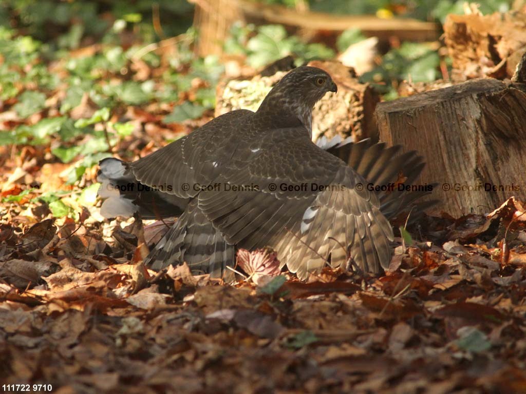 SSHA-AH_Sharp-shinned-Hawk