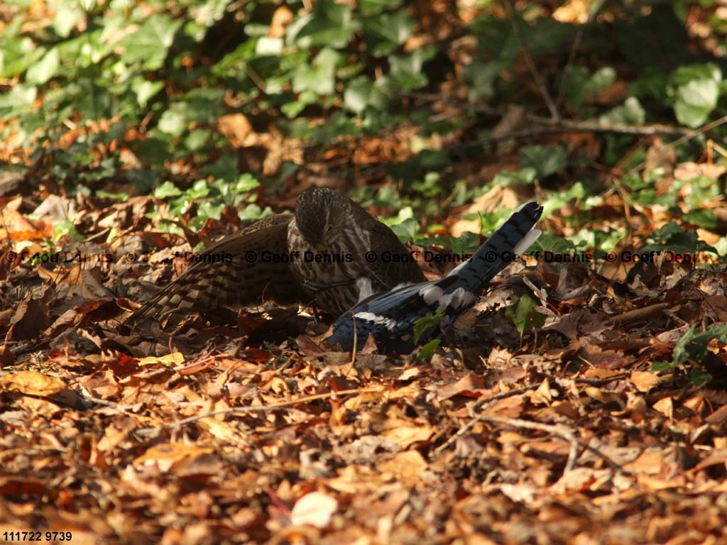 SSHA-AI_Sharp-shinned-Hawk