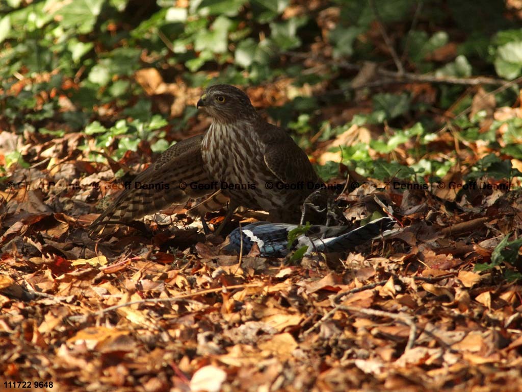 SSHA-AJ_Sharp-shinned-Hawk