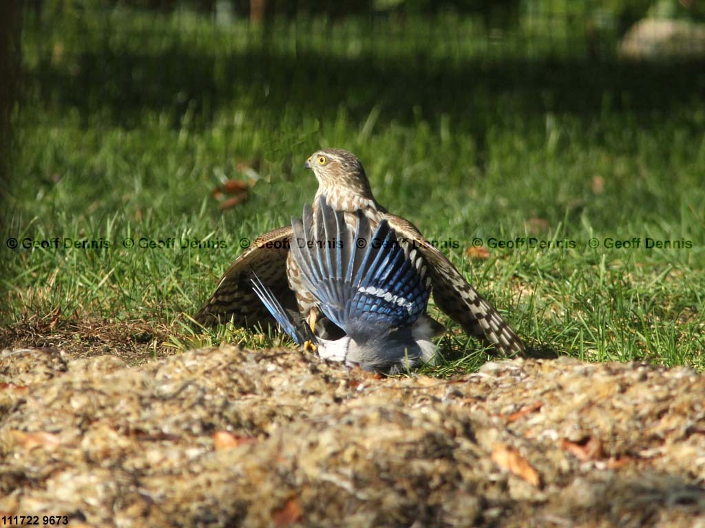 SSHA-AK_Sharp-shinned-Hawk