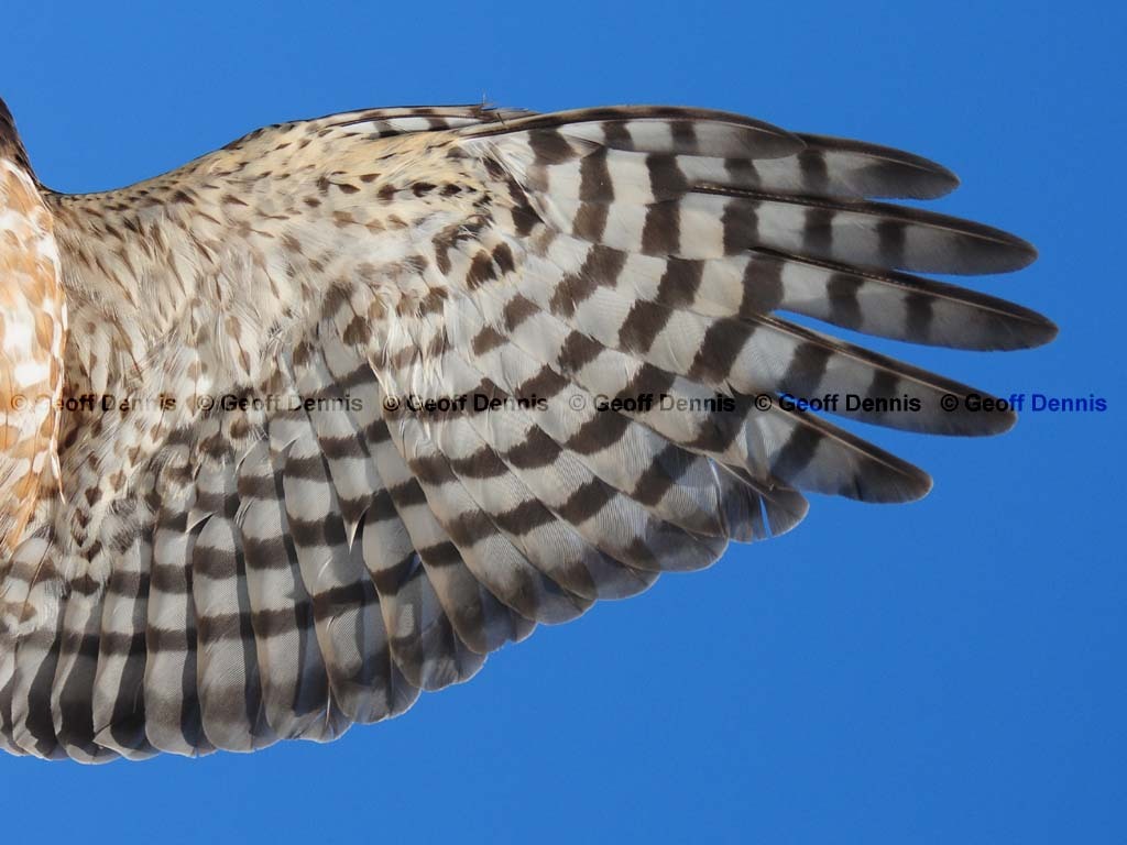 SSHA-AL_Sharp-shinned-Hawk