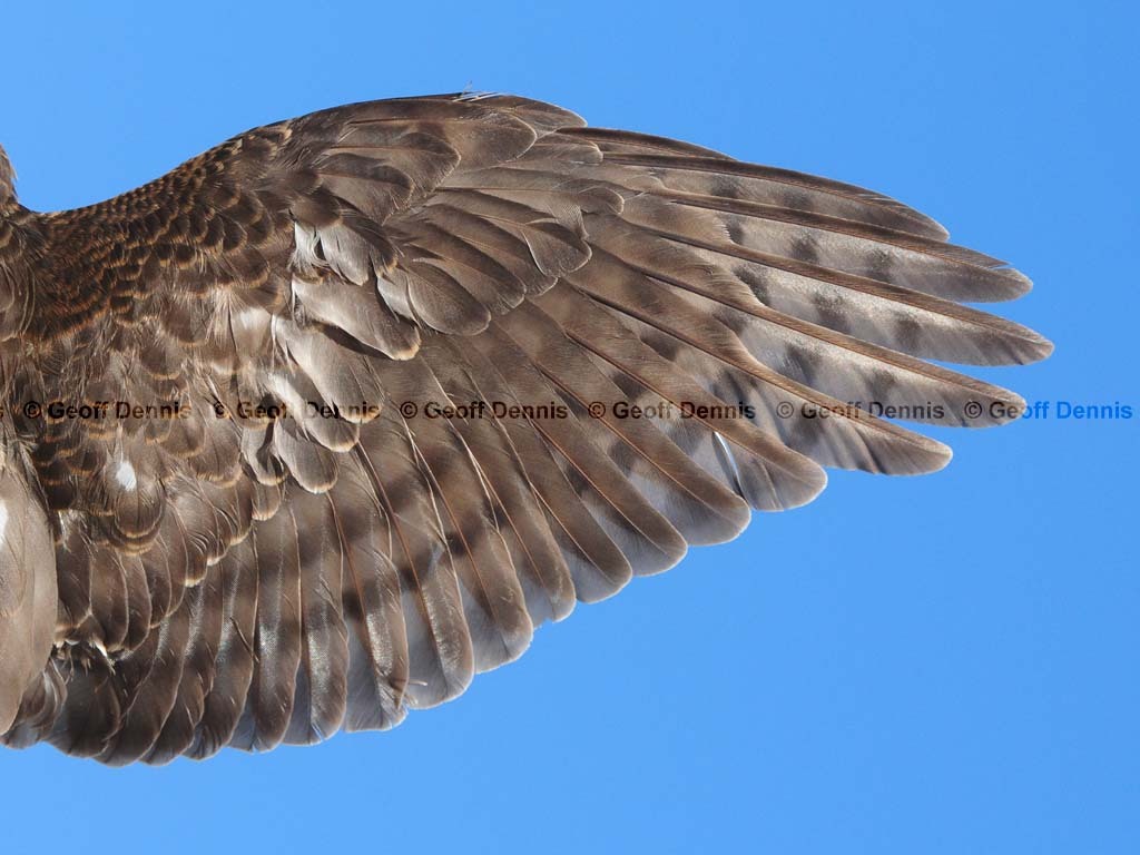 SSHA-AM_Sharp-shinned-Hawk