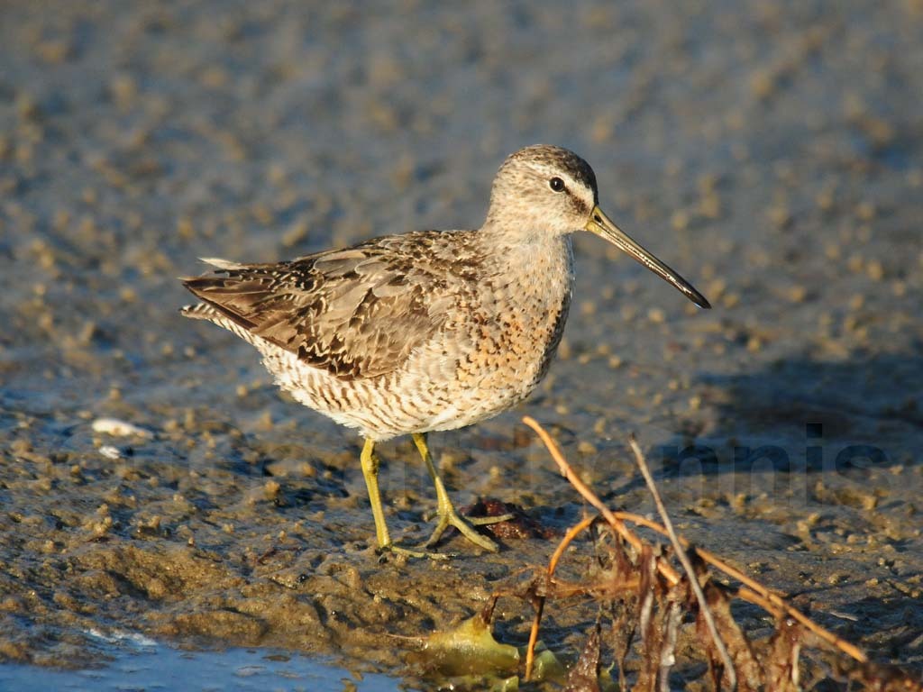 SBDO-AA_Short-billed-Dowitcher