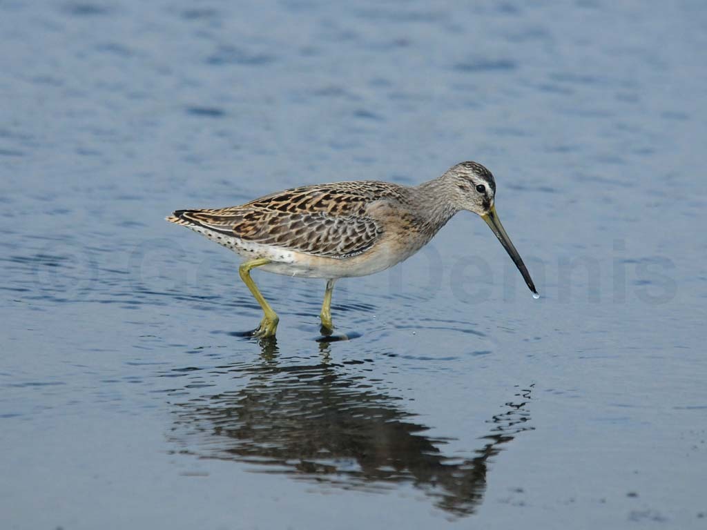 SBDO-AB_Short-billed-Dowitcher