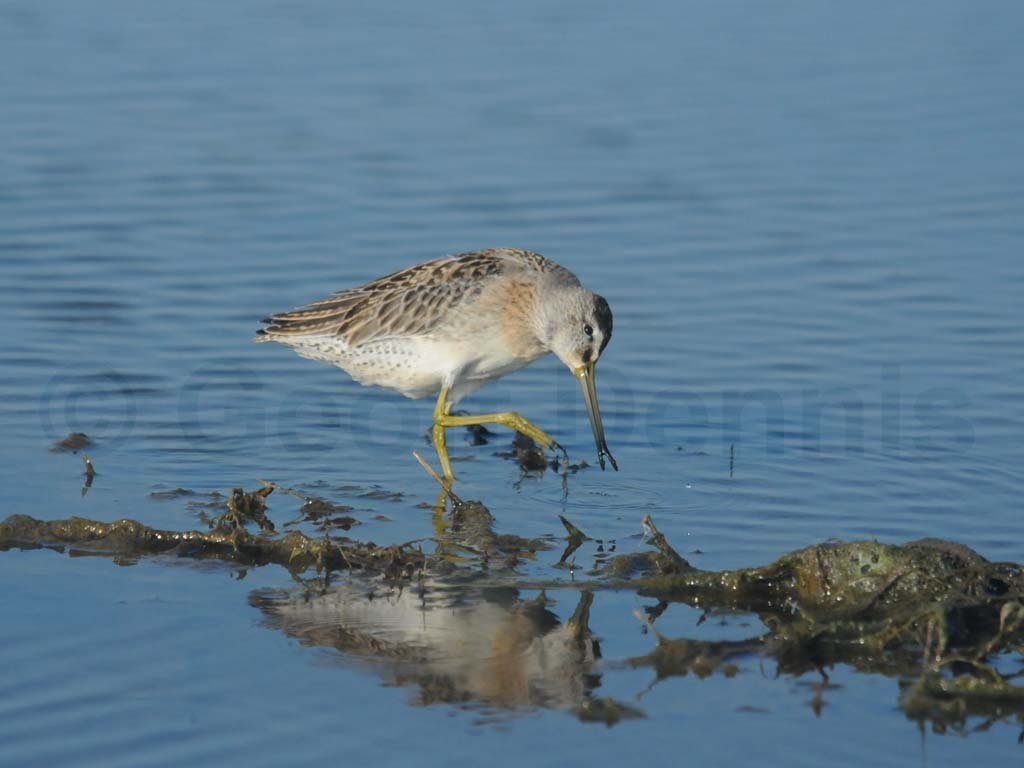 SBDO-AC_Short-billed-Dowitcher