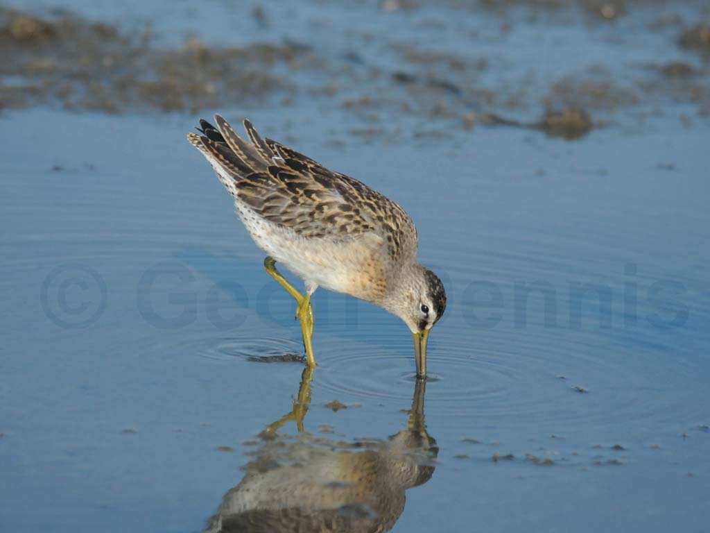 SBDO-AD_Short-billed-Dowitcher