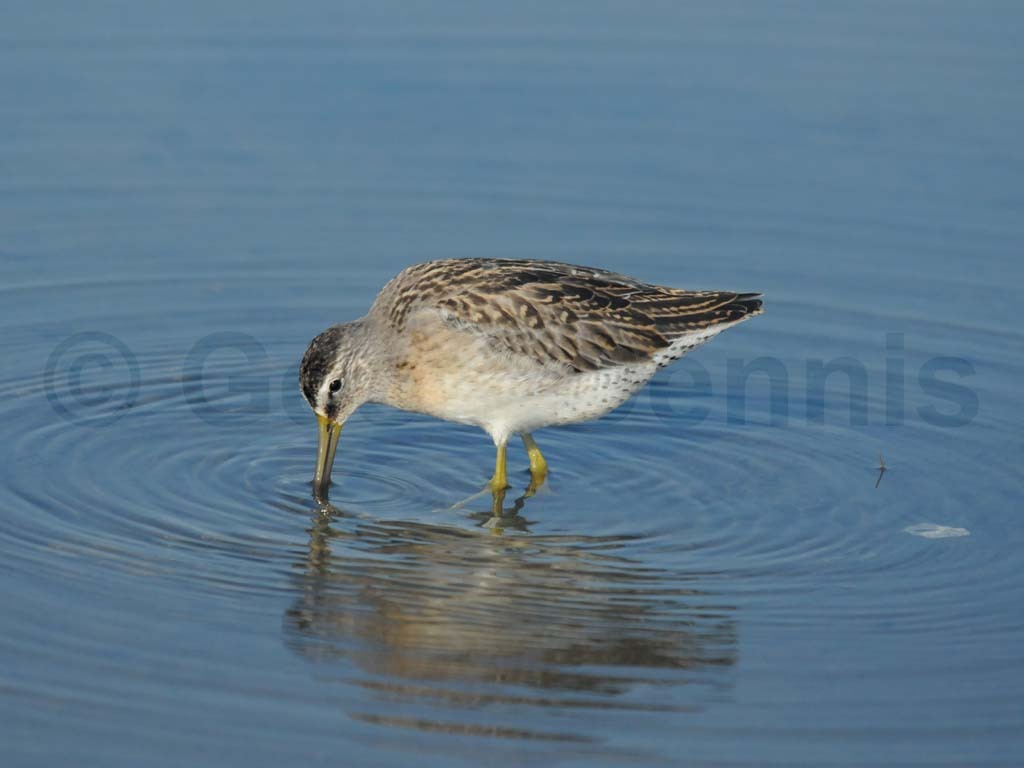 SBDO-AE_Short-billed-Dowitcher