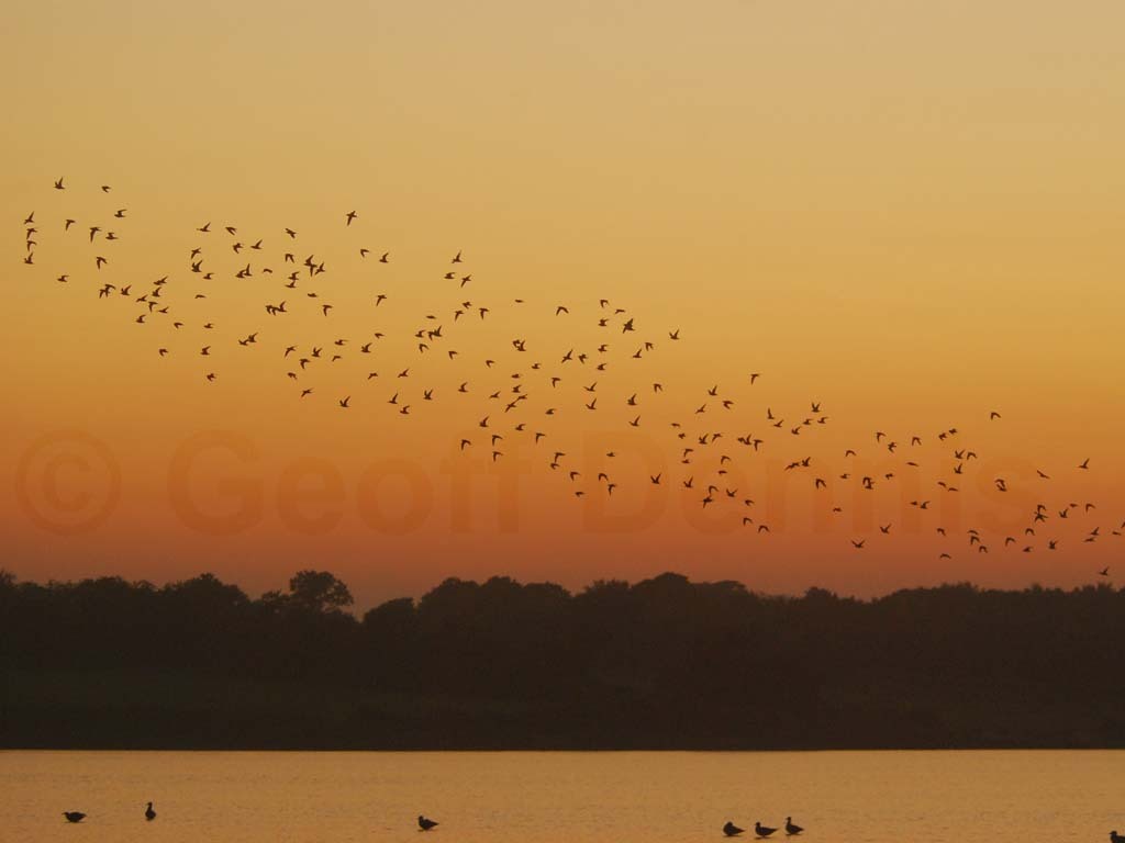 SBDO-AF_Short-billed-Dowitcher