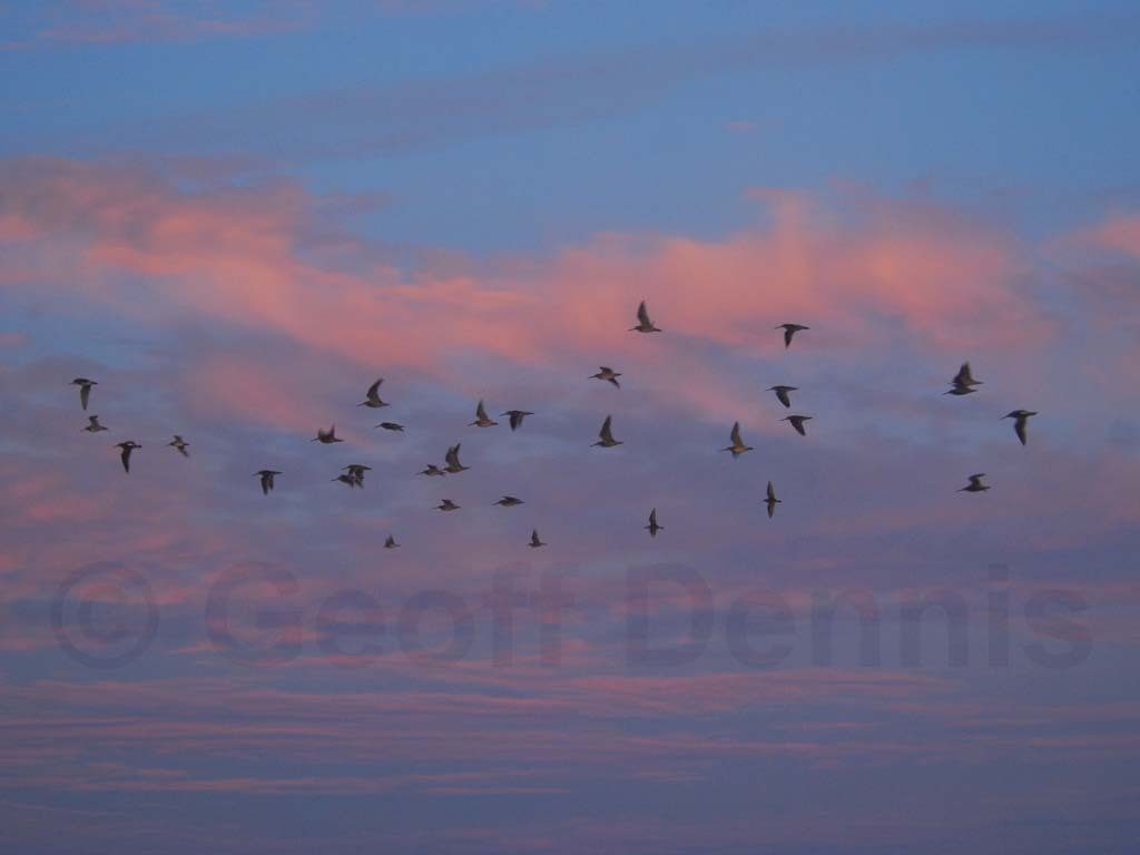 SBDO-AG_Short-billed-Dowitcher