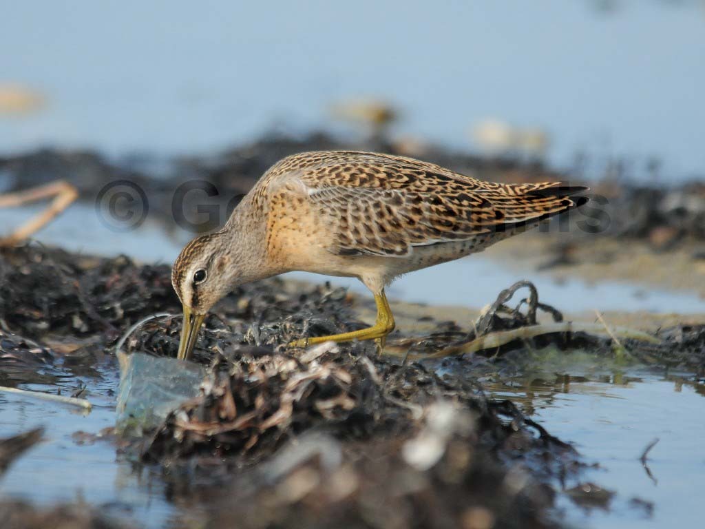 SBDO-AH_Short-billed-Dowitcher