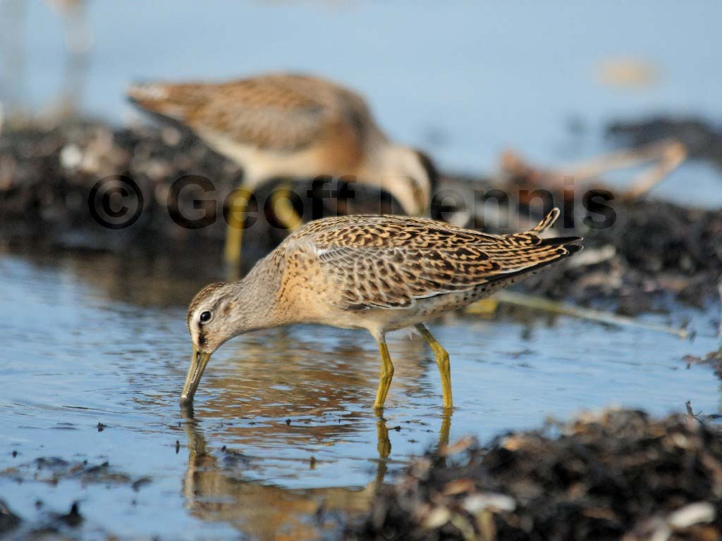 SBDO-AI_Short-billed-Dowitcher