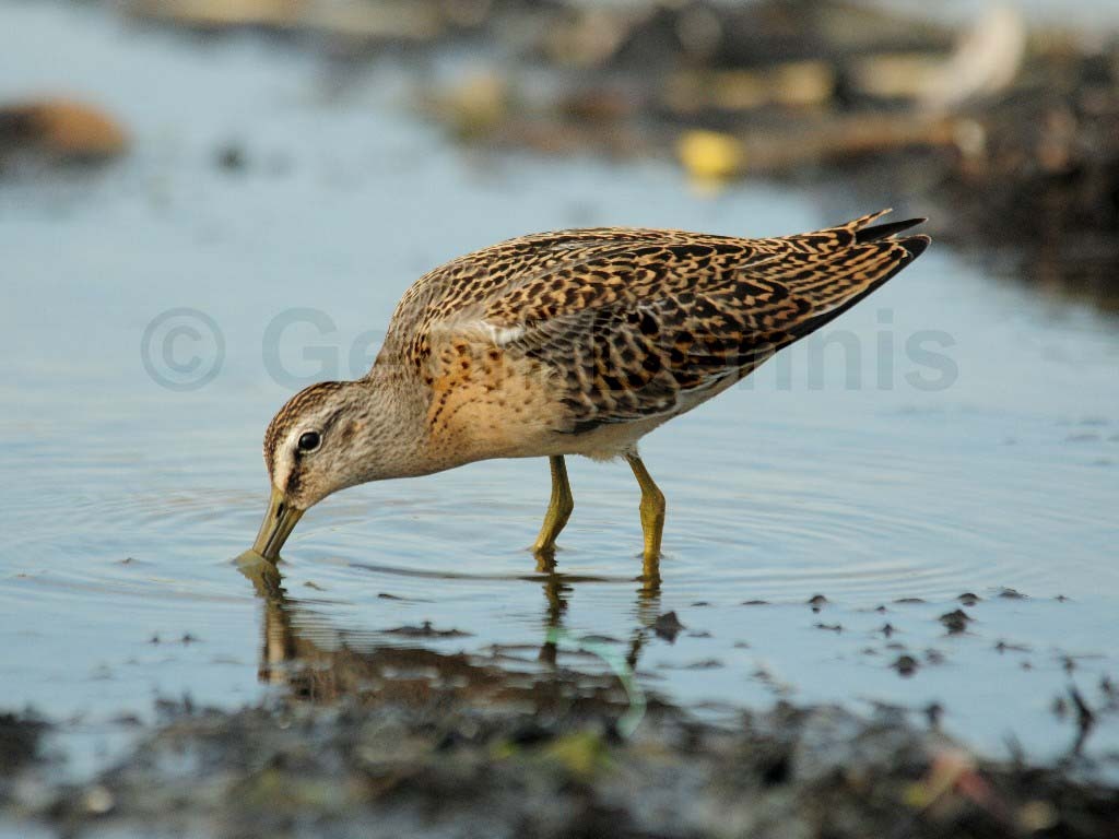 SBDO-AJ_Short-billed-Dowitcher