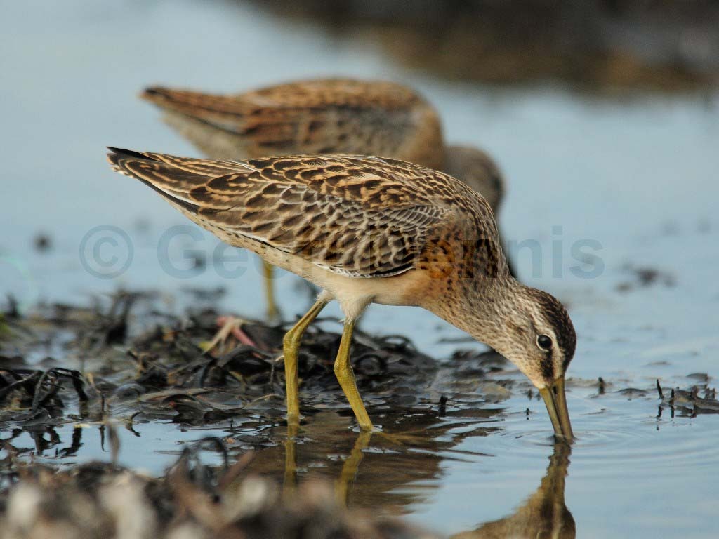 SBDO-AK_Short-billed-Dowitcher
