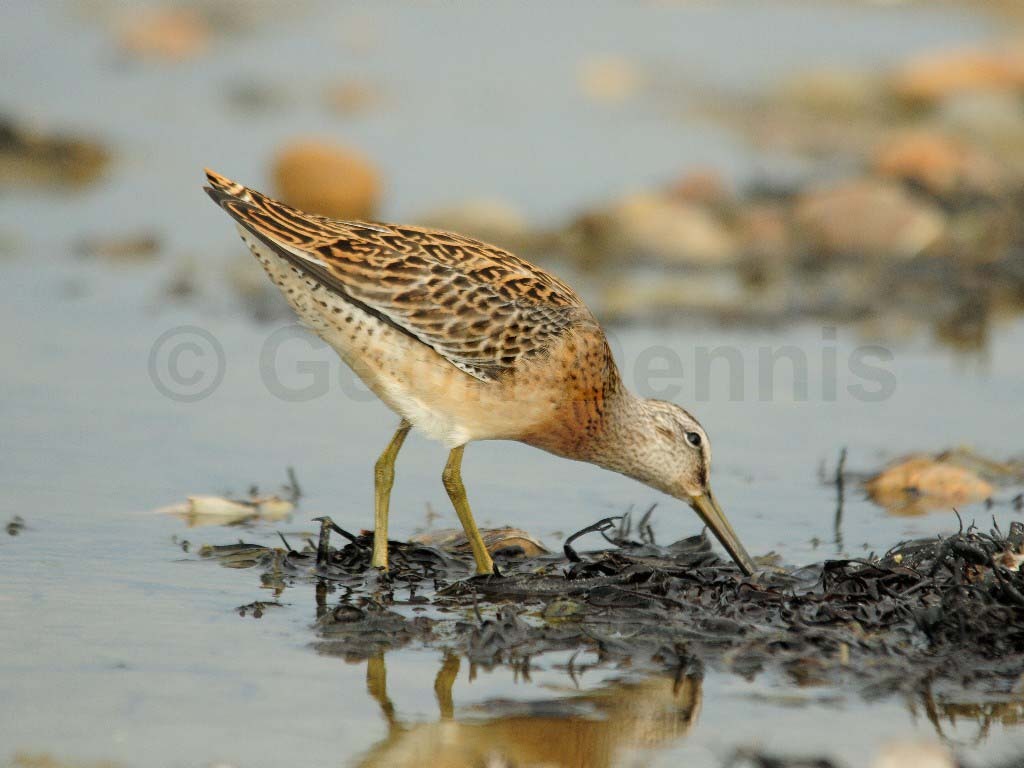SBDO-AL_Short-billed-Dowitcher