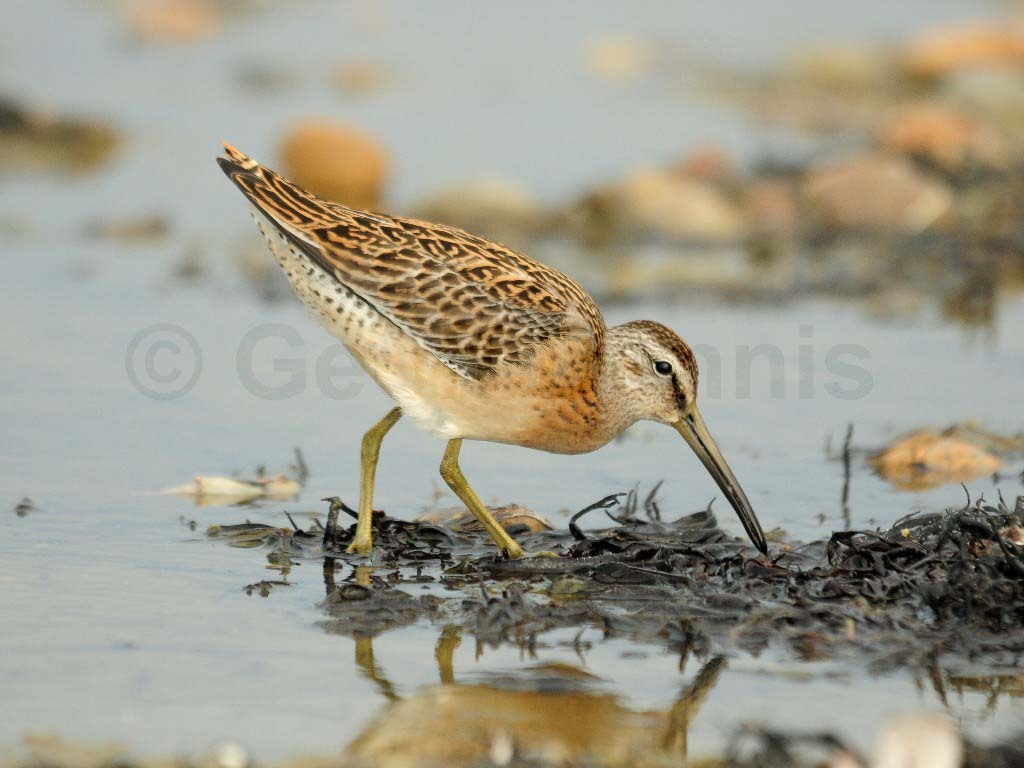 SBDO-AM_Short-billed-Dowitcher