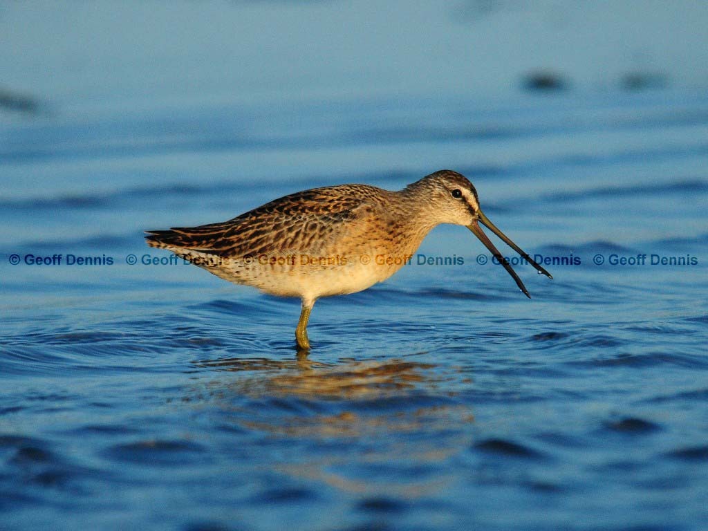 SBDO-AN_Short-billed-Dowitcher