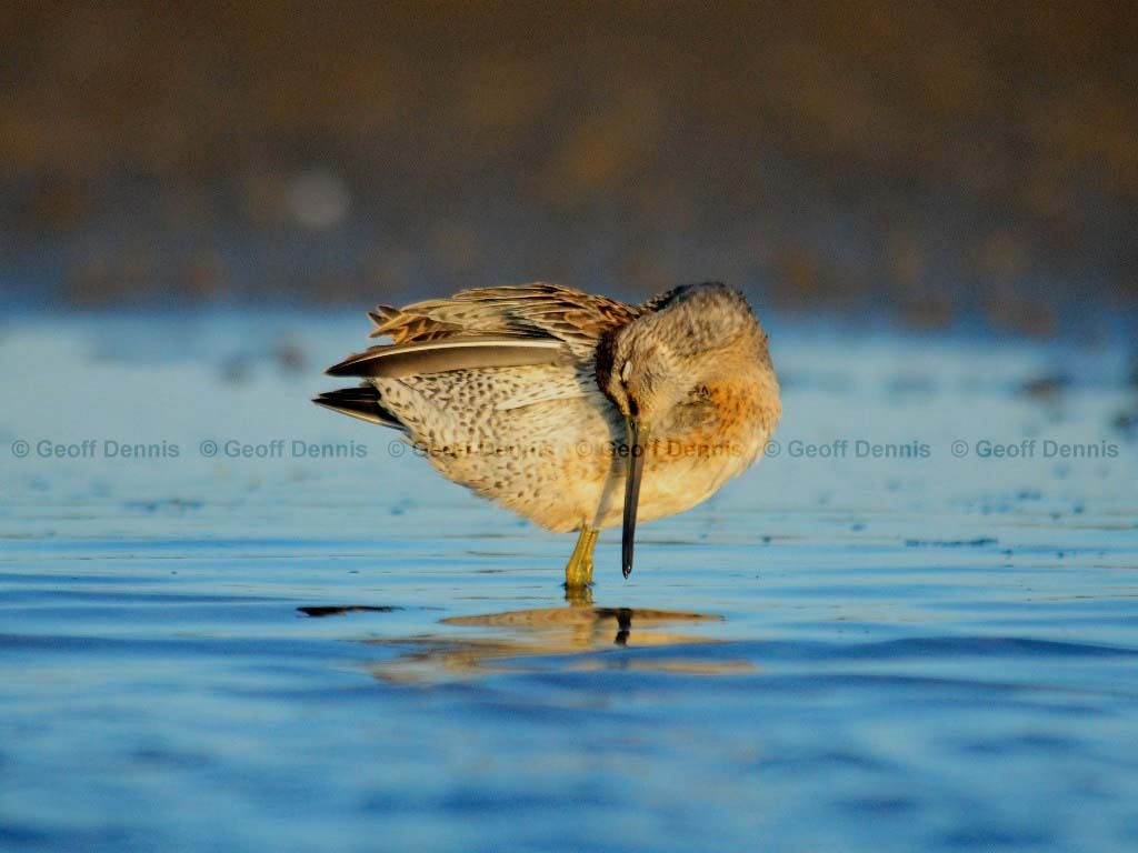 SBDO-AO_Short-billed-Dowitcher