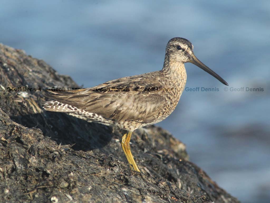 SBDO-AP_Short-billed-Dowitcher