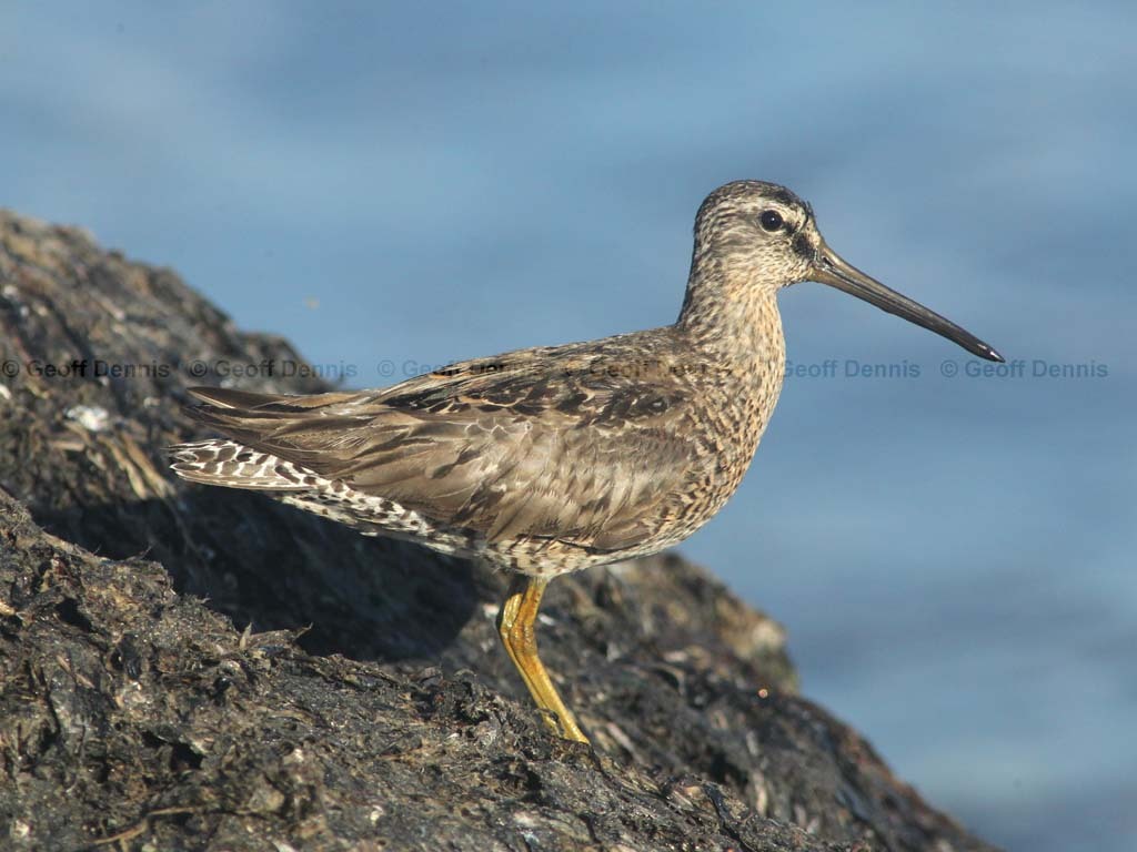 SBDO-AQ_Short-billed-Dowitcher