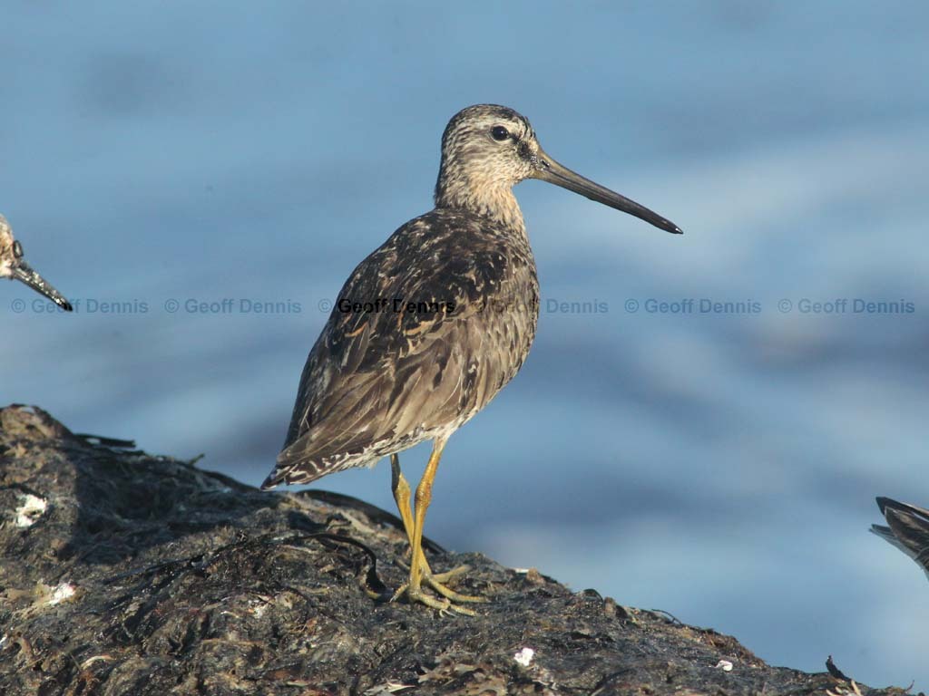 SBDO-AR_Short-billed-Dowitcher