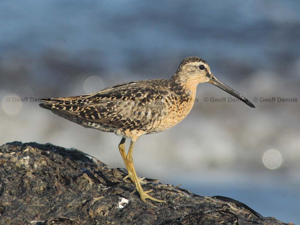 SBDO-AS_Short-billed-Dowitcher