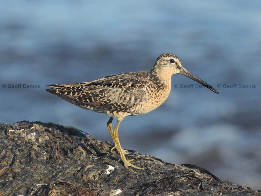 SBDO-AT_Short-billed-Dowitcher