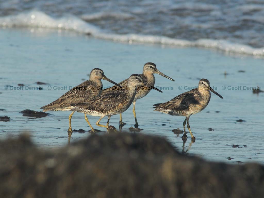 SBDO-AU_Short-billed-Dowitcher