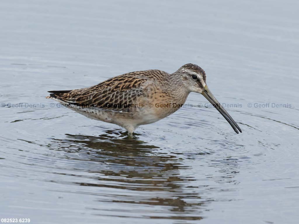 SBDO-AV_Short-billed-Dowitcher