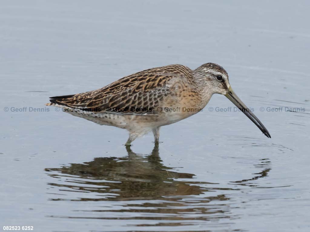 SBDO-AW_Short-billed-Dowitcher