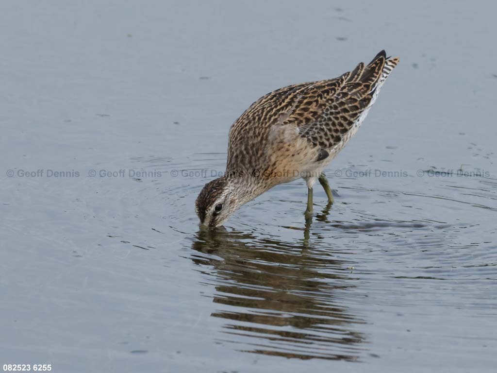 SBDO-AX_Short-billed-Dowitcher