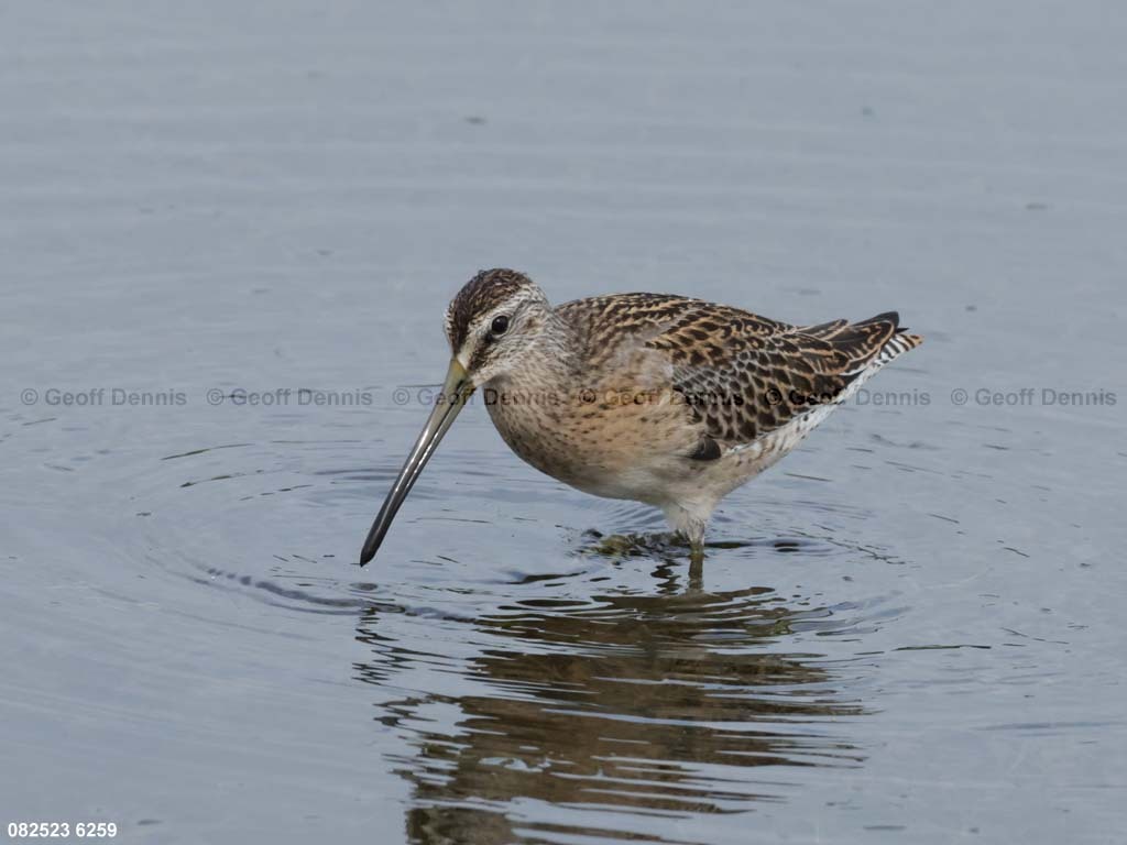 SBDO-AY_Short-billed-Dowitcher