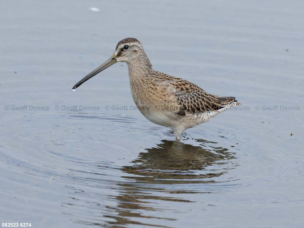 SBDO-AZ_Short-billed-Dowitcher