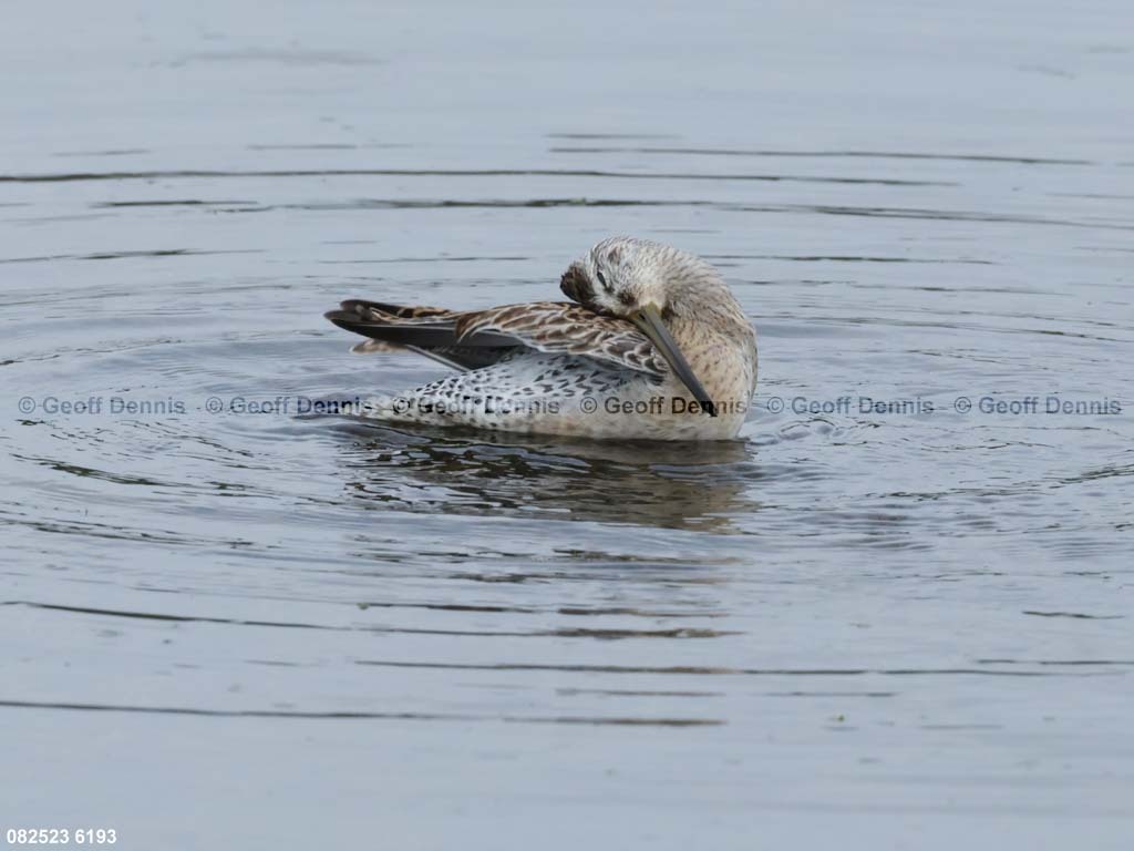 SBDO-BA_Short-billed-Dowitcher