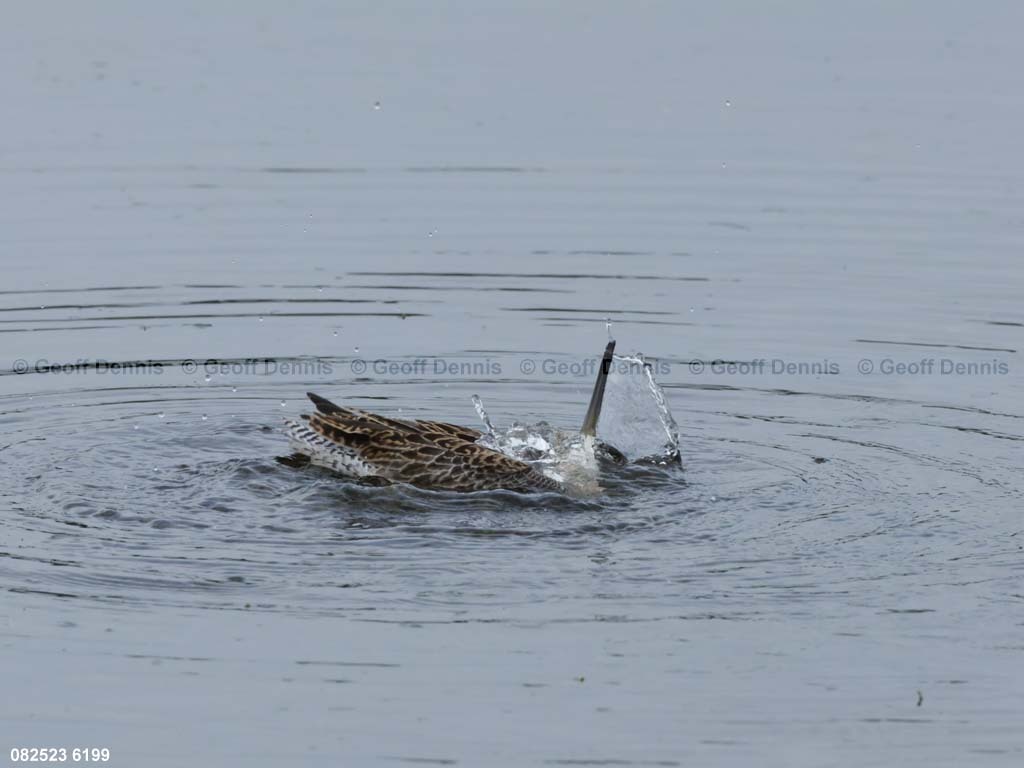 SBDO-BB_Short-billed-Dowitcher